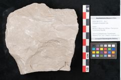 Foto (Objekt + Etikett) von Dictyopteris brongniarti Gutb. (NHMW-GEO-2024-0188-10772)